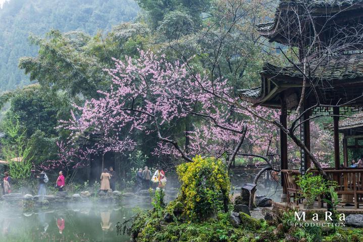 可爱的小考拉